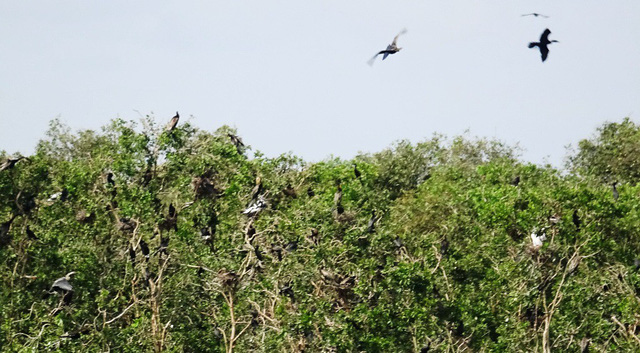 Vào mùa này, nhiều loại chim cò ở Vườn quốc gia Tràm Chim vào mùa làm tổ đẻ trứng